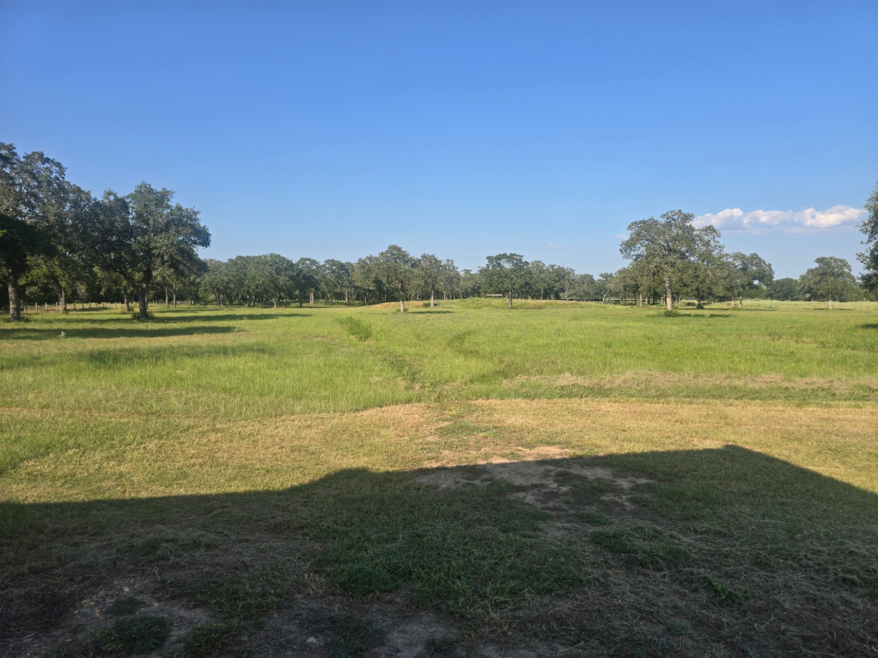 Before: the Lavaca County strip prior to mowing